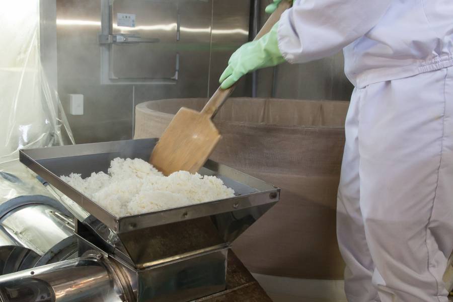 蒸し上がった米に糀菌をまぶす